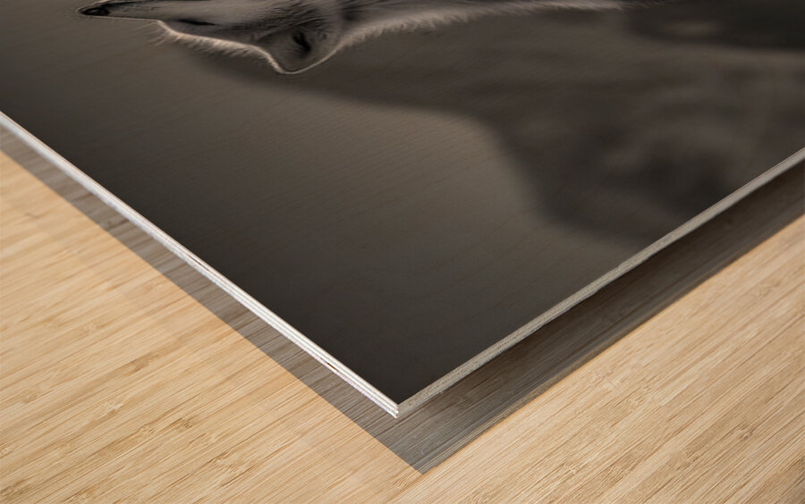 Running Companion – Wildlife Motion Art Print Wood print