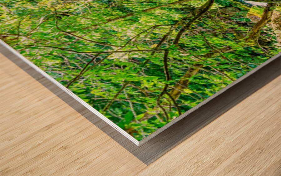 Pathway To Big Spring Wood print