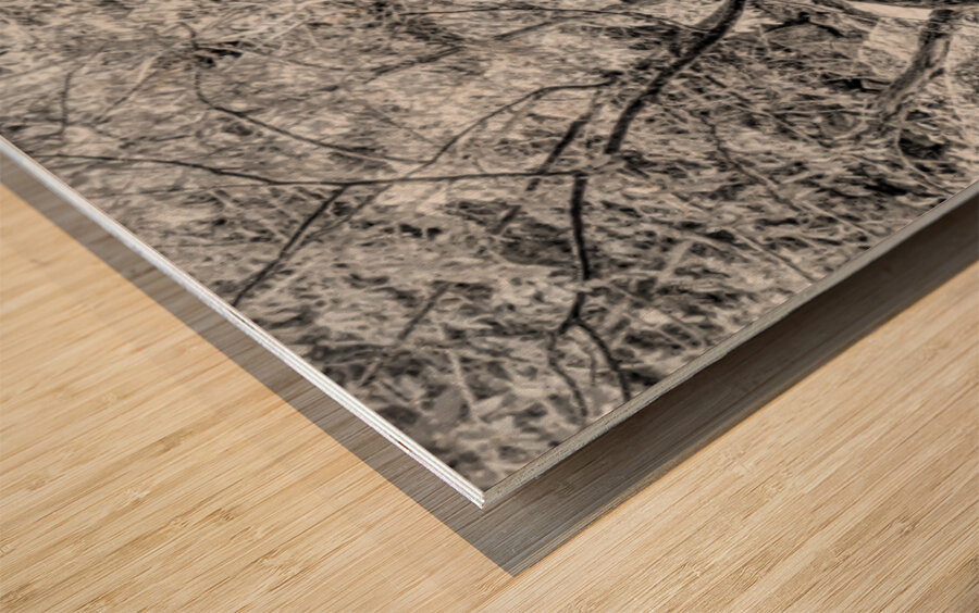 Pathway To Big Spring Grayscale Wood print