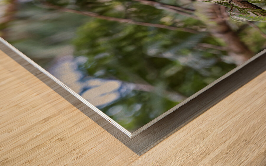 Barred Owl gazing up at the sky Wood print