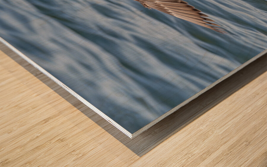 Male Gadwall wing display Wood print