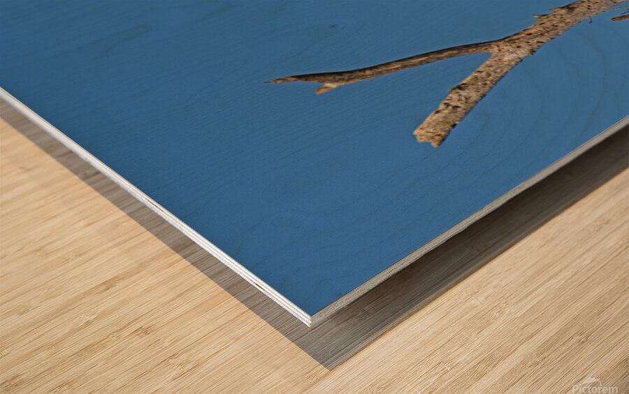 Bald Eagle Pair vocalizing to each other Wood print