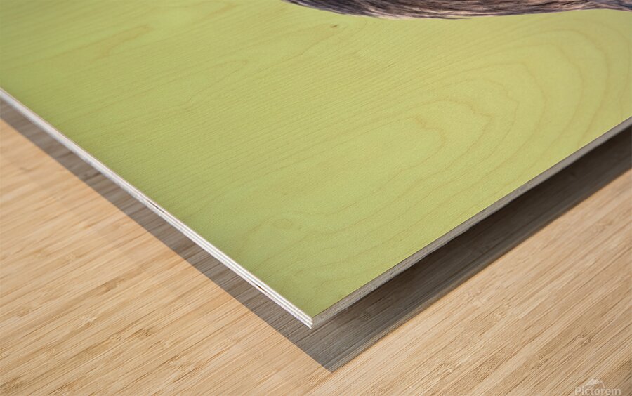 Close up profile of single American Crow Wood print