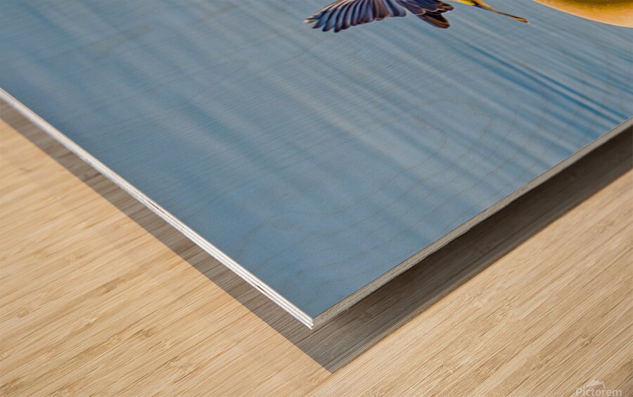 Golden crowned Kinglet Taking Off Wood print