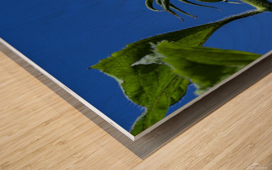 Sunflower against blue cloudless sky Wood print