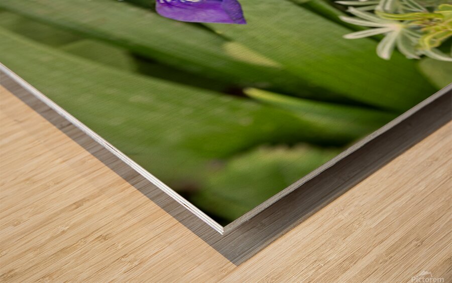 Close up of dwarf iris Wood print