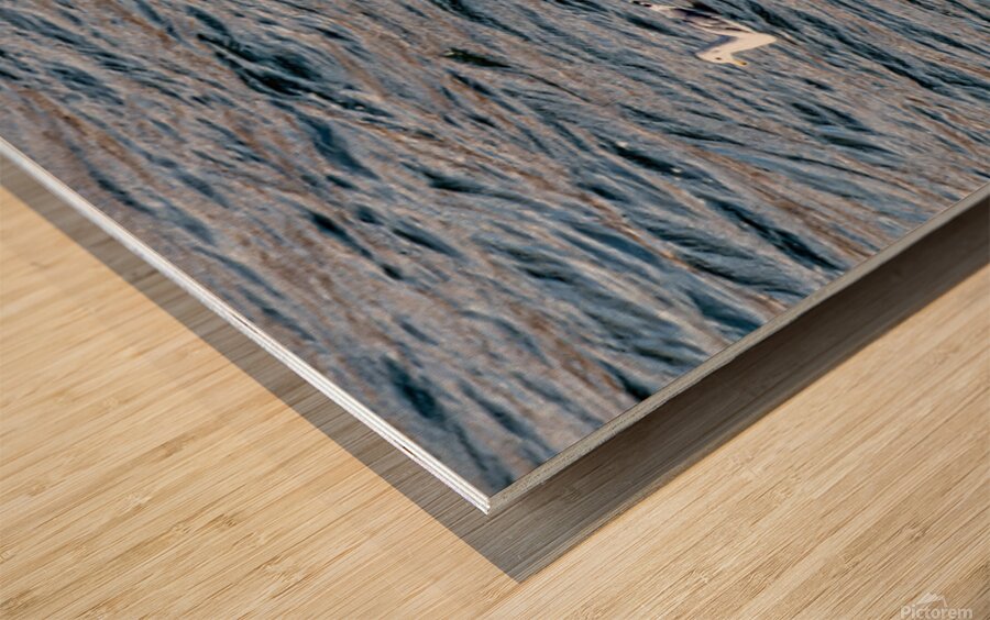 White Pelican with fish in pouch and fin showing Wood print