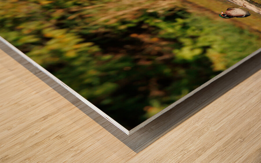 0C5A2812 Wood Ducks Wood print