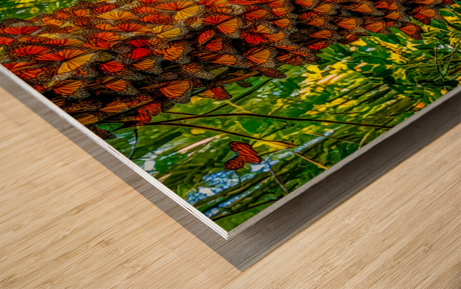 Monarchs Glad to be Home Wood print