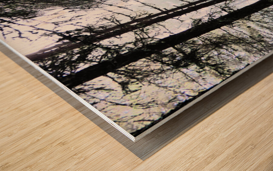 Scottish Highlands Misty Morning Pine Forest Wood print