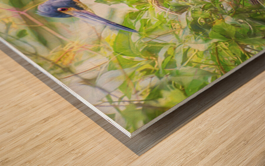 Tri-colored Heron Nesting in Dense Foliage Wood print
