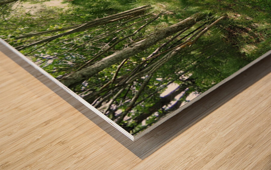 Light and Shadow on a Scottish Highlands Trail                                                                                                                      Wood print