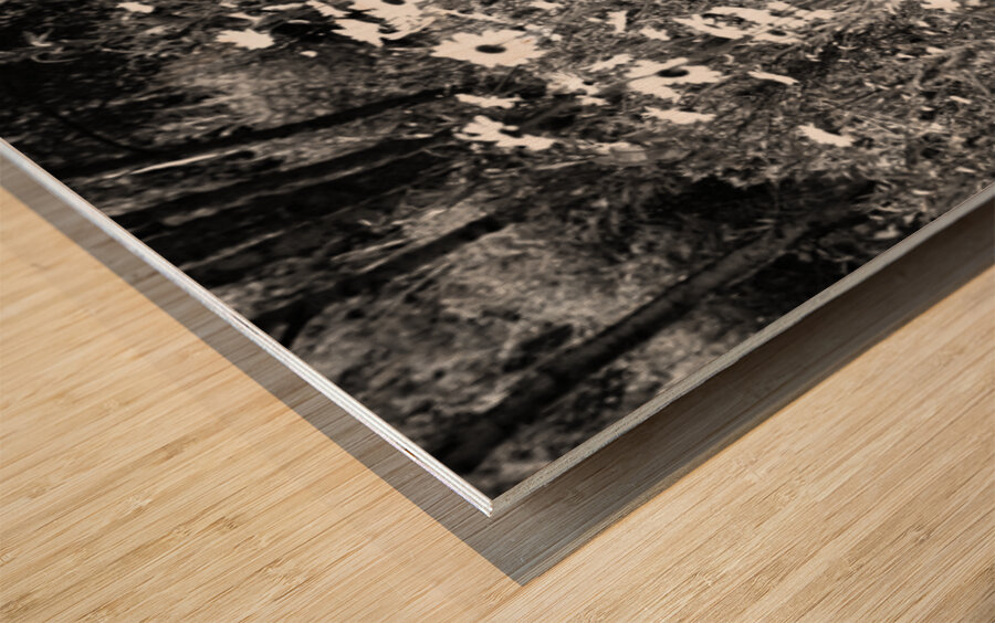  Scottish Highlands Monochrome Daises                                                                                                                     Wood print