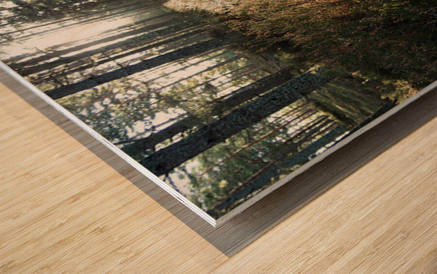 Sunlight on the Trail                                                                                                                      Wood print