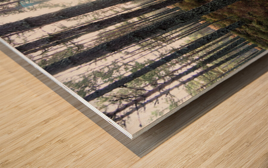 Sunlight through the Pines                                                                                                                      Wood print