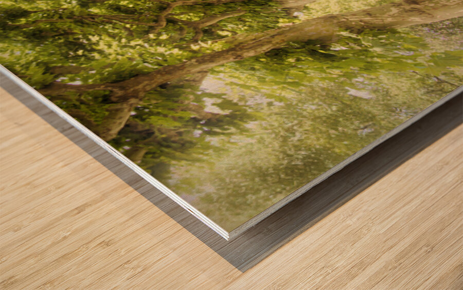 Sycamore Emerald Tunnel Promenade  Wood print