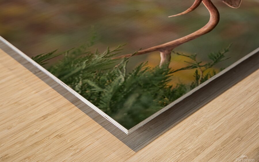 The Crowned Prince Wood print