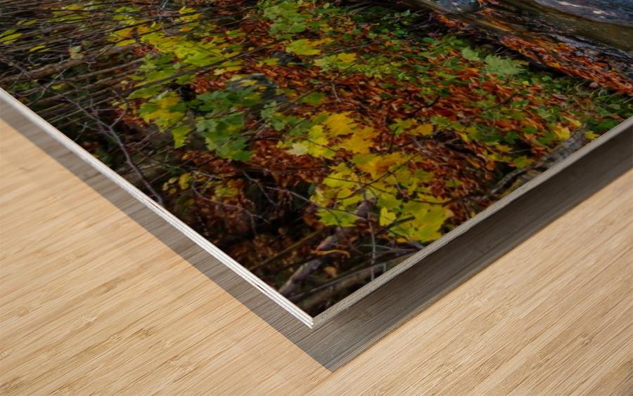 Fall Stream  Wood print