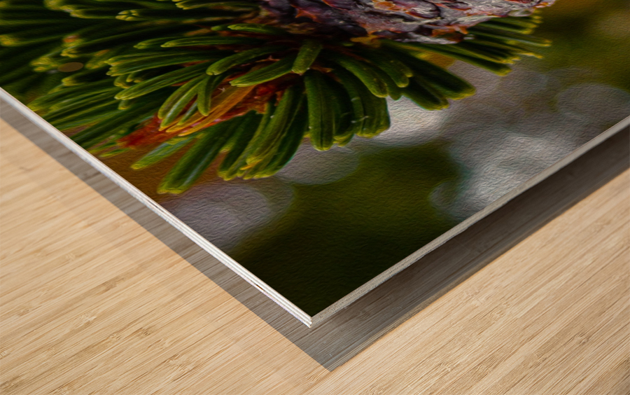 Bristlecone Pine Wood print