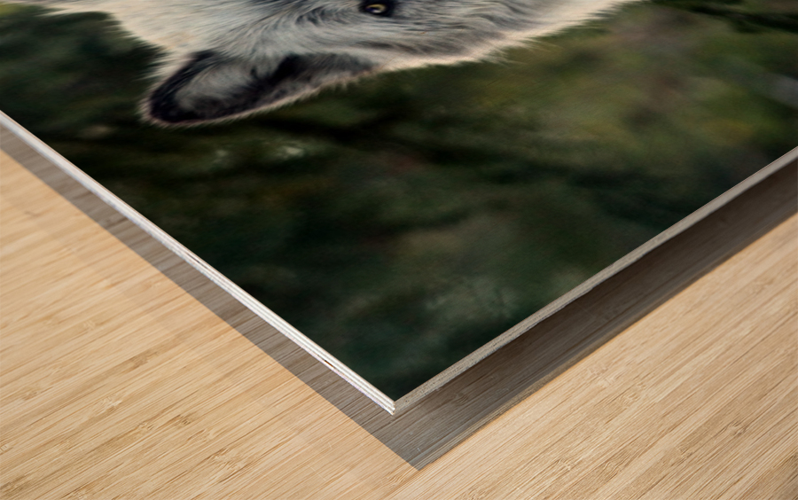 Yellowstone Wolf Wood print