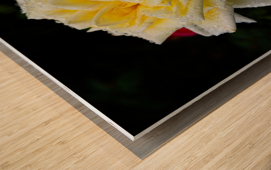 Rose Garden Portland 3 Wood print