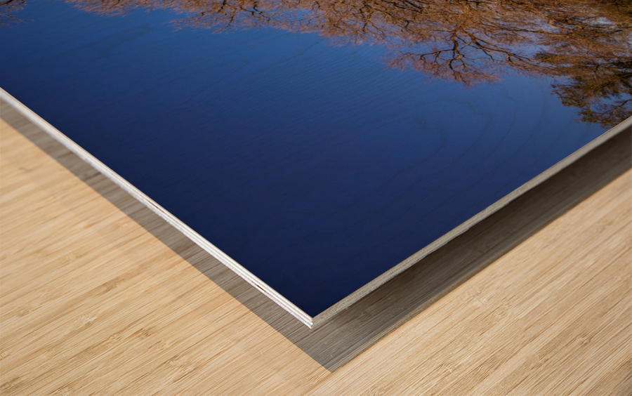 Bending Oaks Wood print