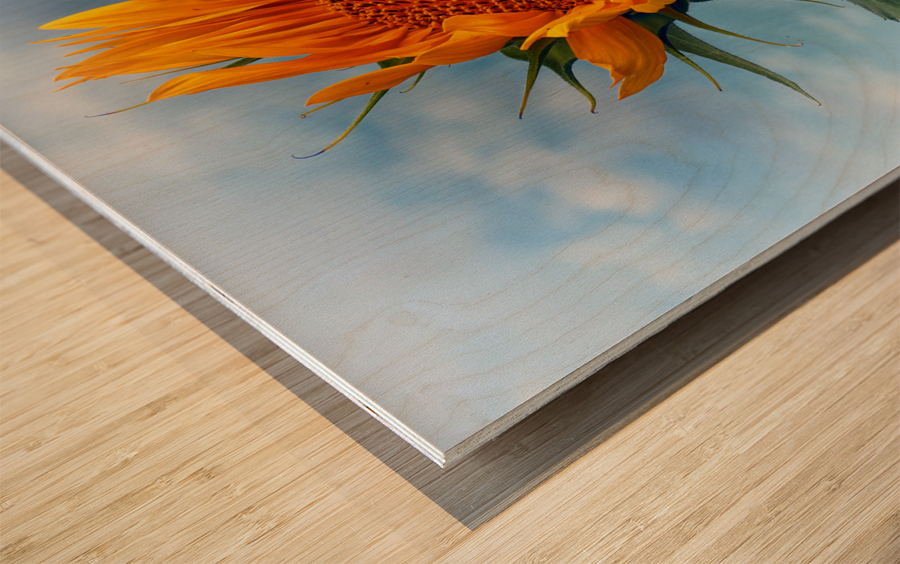 Sunflower Solitaire in the Sky Wood print