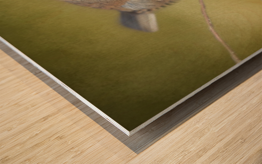 Dark Eyed Junco with Texture Wood print