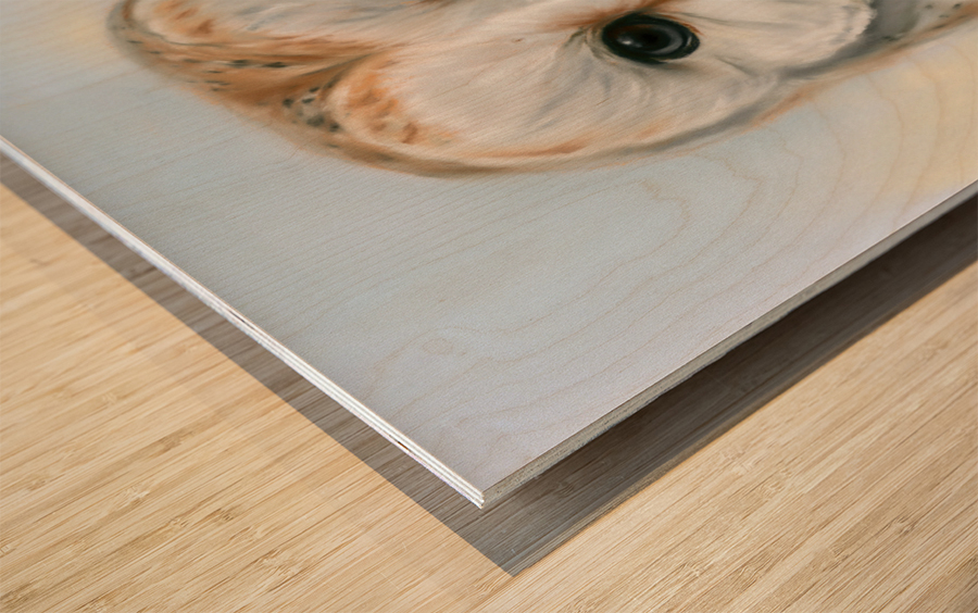 Barn Owl Perceptive Gaze Wood print