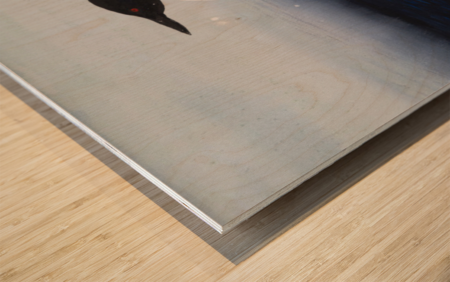 Common Loon Painting Wood print