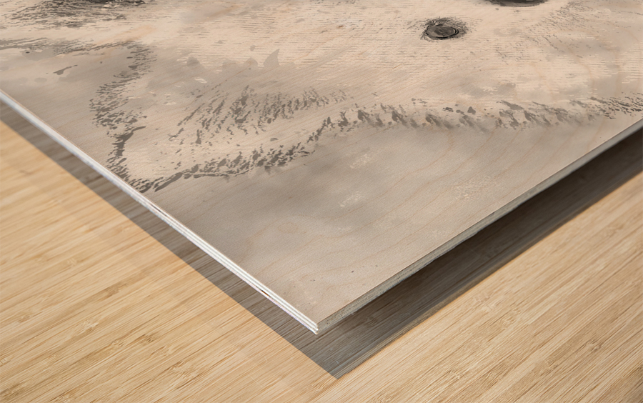 American Eskimo Spitz Wood print