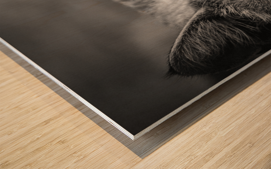 Close to the sunlight Wood print