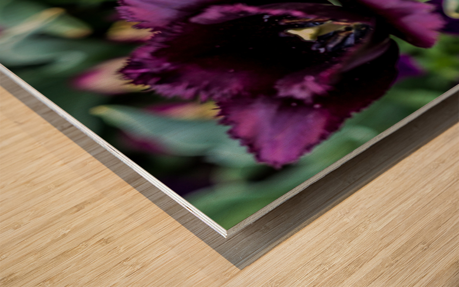 Purple Tulips Wood print