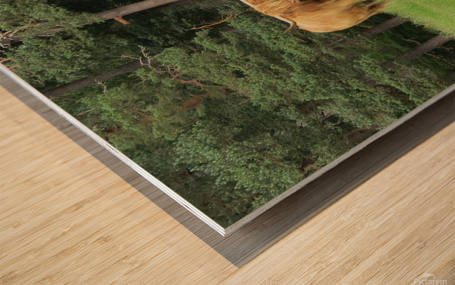 Scottish Bull - landscape Wood print