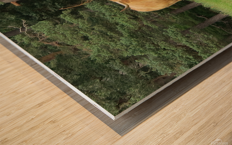 Scottish Bull - square Wood print