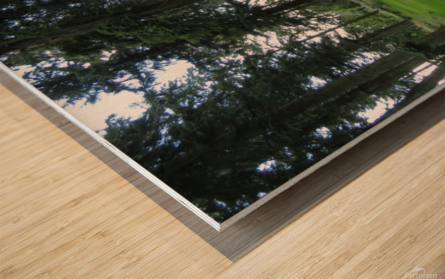 Glamis Castle Grounds Wood print