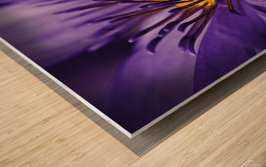 purple lily Wood print