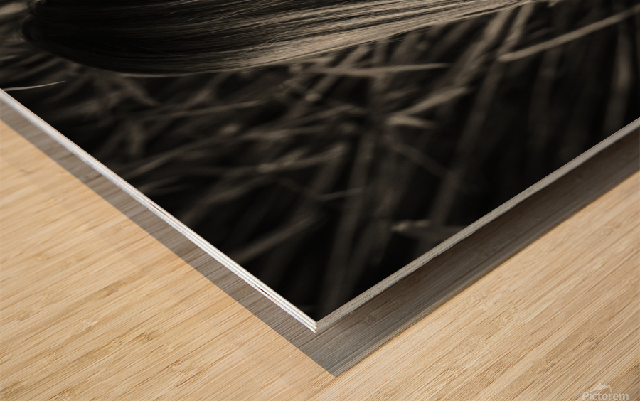 Young Chinese black and white portrait Wood print