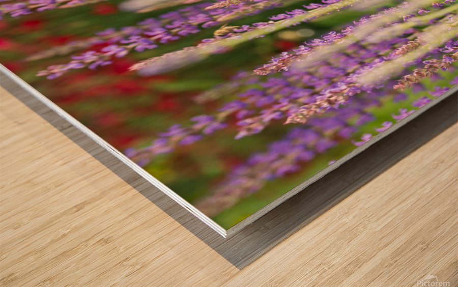 Lavender Wood print