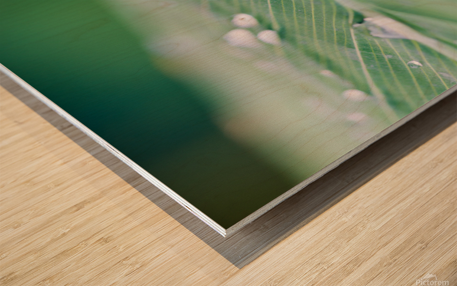 water drops on a leaf after the rain Wood print