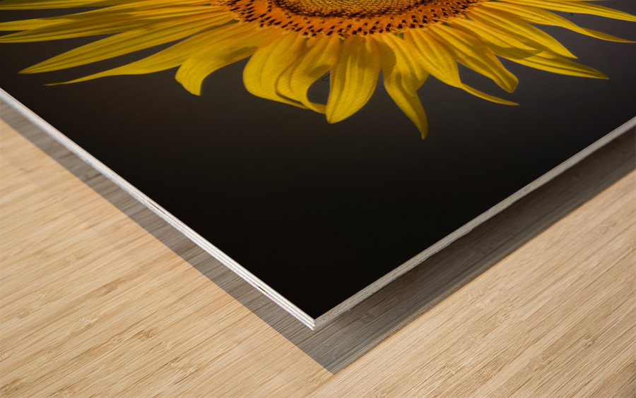  SUNFLOWER  Wood print