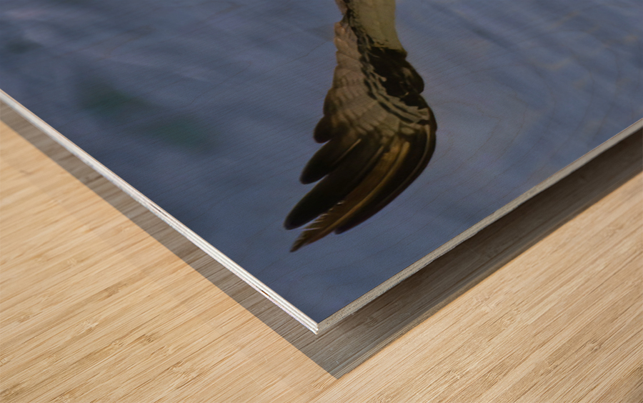 Osprey & Pompano Wood print