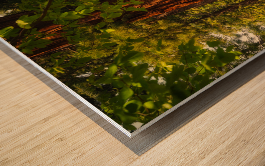 Towering Giant Sequoia Tree  Mariposa Groves Wood print