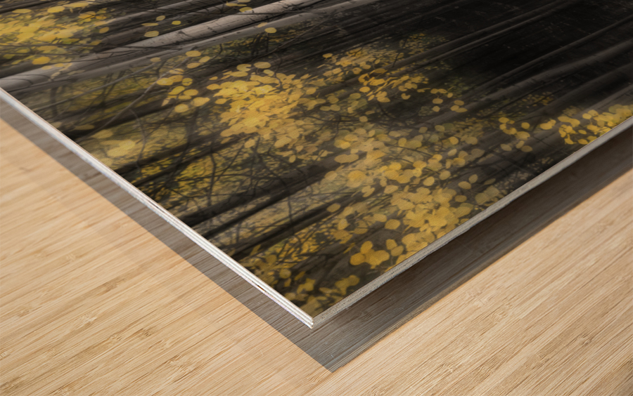 Aspen Tree Grove Into Darkness Wood print