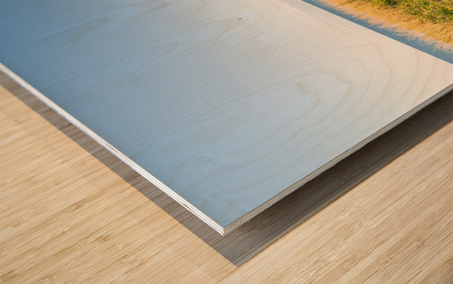 Footpath at the Baltic Sea Wood print