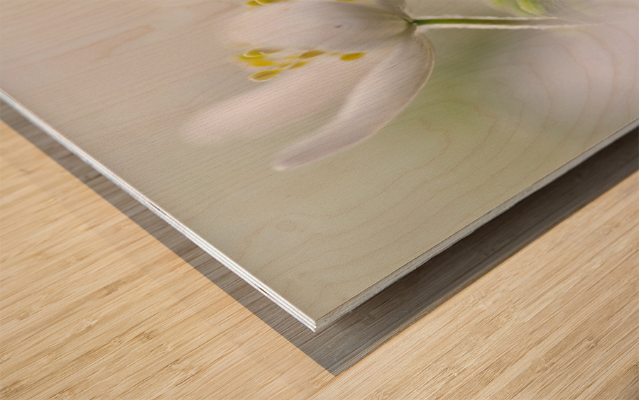 White Spring Wood print