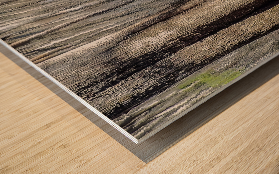 Generations Of Cypress Melody Rossi Canvas