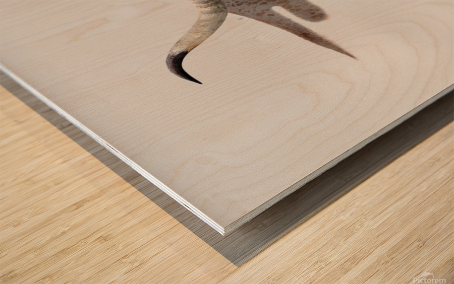 Longhorn Cow With Shadow Wood print