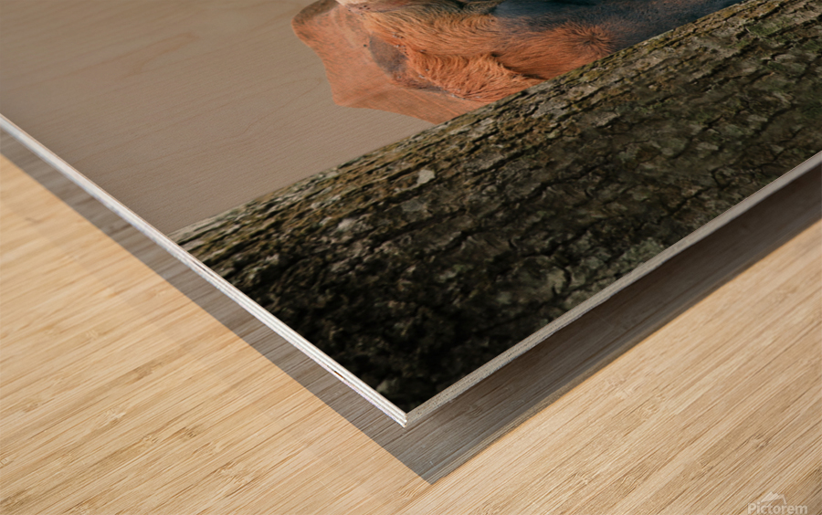 Longhorn Cow In Trees Wood print