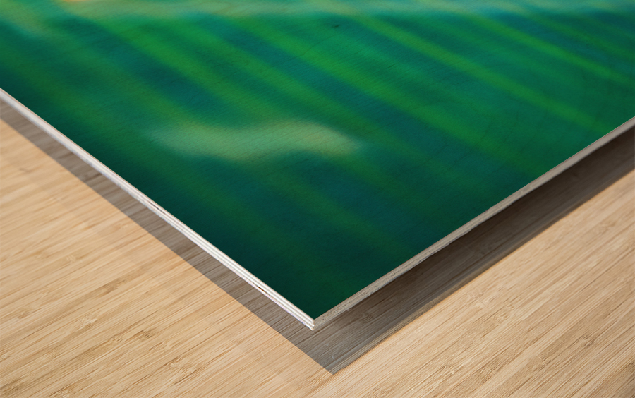 Marcus Dupree First Oklahoma Touchdown Wood print